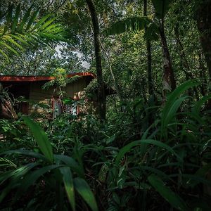 Jaguarundi Jungle Lodge - Monteverde